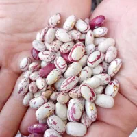 لوبیا|خوردنی و آشامیدنی|خوی, |دیوار