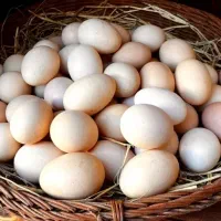 تخم مرغ محلی