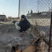 سلام سینه سیاه نر درشت