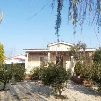 ویولت-مدرن-سند-عرصه-و-عیان