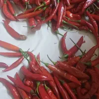 فلفل قرمز خشک شده