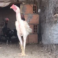 تخم نطفه دار لاری افغان