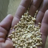 گندم نو