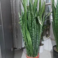 گل سانسوریا