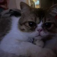 بریتیش ۹ ماهه