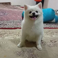 سگ پامر خرسی نر جهت کشش