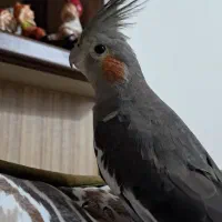این عروس هلندی روز جمعه ۱۴۰۵/۵/۱۶ گم شده .