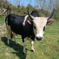 ورزا بسیار دیدنی ۱۰ تومن بالا گوشت فروش