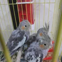 جوجه عروس دانخور آماده دستی وسخنگو کردن