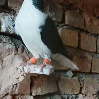 سده سیاه افشون نروماده