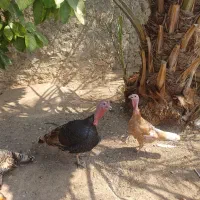 تعدادی مرغ خروس و بوقلمون نر و ماده