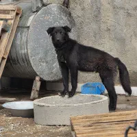 قهدریجانی ۸ ماهه نر