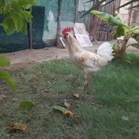 خروس
