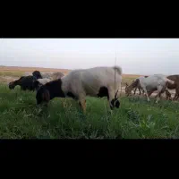 نر بز ۲ونیم ساله بدون شاخ مناسب برای گله