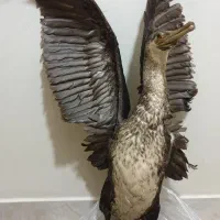 پرنده  دکوری