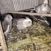 جوجه عروس هلندی وایت فیس