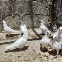 کبوتر سفید هندی پرشی