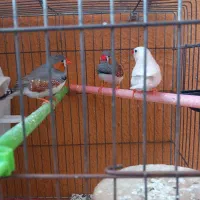 فنچ فروشی