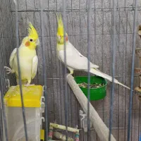 عروس هلندی مولد