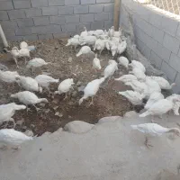 بقلموگوشتی