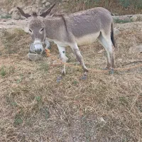 کره الاغ ماده