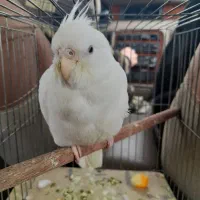 عروس هلندی