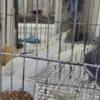 عروس هلندی جفت مولد نر سخنگو
