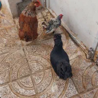 مرغ و خروس