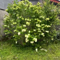 ۷۲۳متر زمین پروانه دار ۲قدمی گلسار
