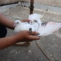 کفترسرور