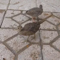 جوجه