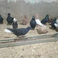 چندتا جوجه کفتر بالغ