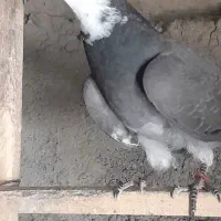 فروش جوجه کبوتر پرشی