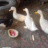 اردک
