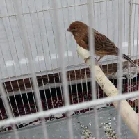 قناری  نرسرخ سوخته