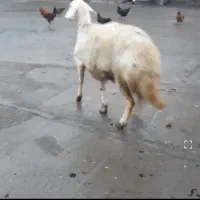 شکم دوم جفتشون هم دوقلوزا 50روز هم نر خورده