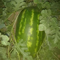 هندوانه
