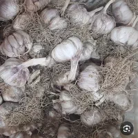 سیر محلی درشت به مساحت ۲۵۰۰ متر به فروش می رسد