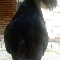 یک عدد نیمچه مرغ کاکلی