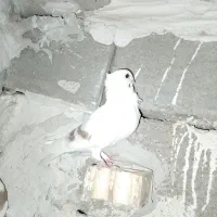 کبوتر