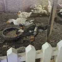 اردک  بالغ