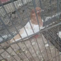 کفتر|پرنده|چناران, |دیوار