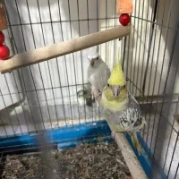 عروس هلندی مولد جوجه بزرگ کن
