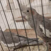 عروس هلندی