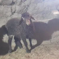 بره نر