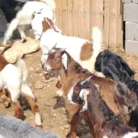 فروش۲۳راس بز کهره دار