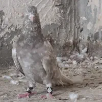 هفت رنگ دم سفید نر