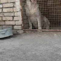 توله پژدر اصیل.عراقی