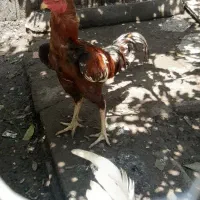 خروس لاری و مرغ لاری