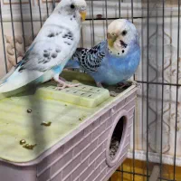 مرغ عشق مولد